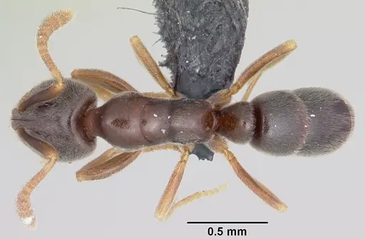 Hypoponera eduardi - CASENT0063130