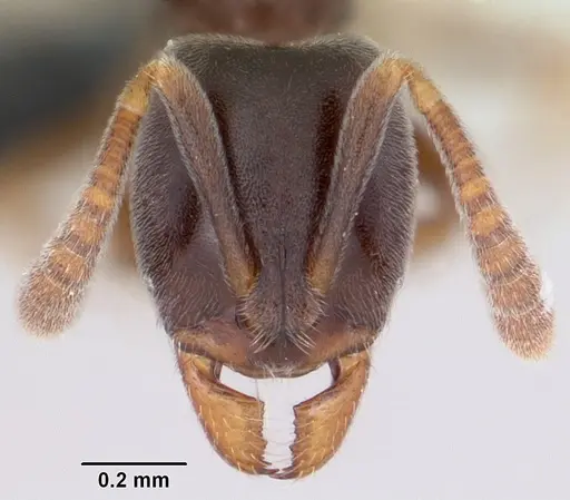 Hypoponera eduardi - CASENT0063130