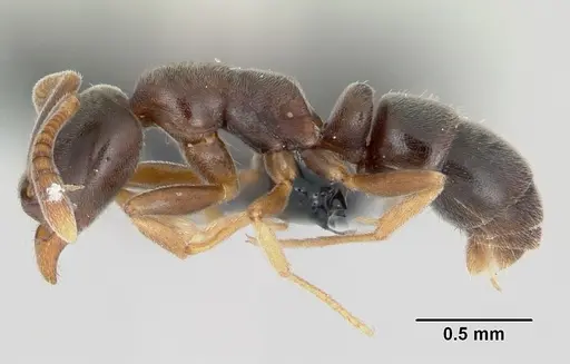 Hypoponera eduardi - CASENT0063130