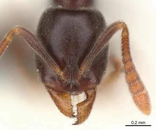 Hypoponera eduardi - CASENT0125382