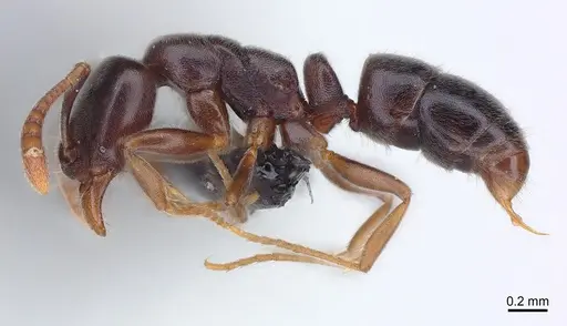 Hypoponera eduardi - CASENT0125382