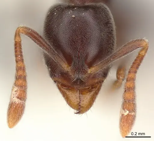 Hypoponera eduardi - CASENT0135031