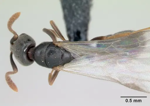 Hypoponera eduardi - CASENT0135262