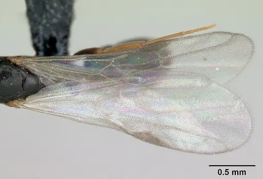 Hypoponera eduardi - CASENT0135262