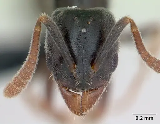 Hypoponera eduardi - CASENT0135262