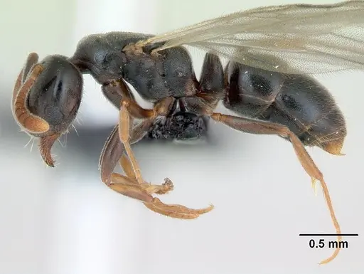 Hypoponera eduardi - CASENT0135262