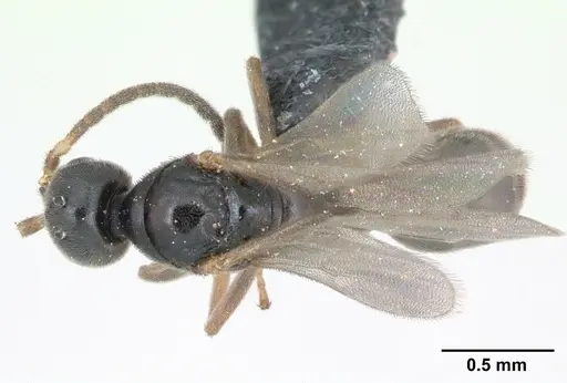 Hypoponera eduardi - CASENT0135263