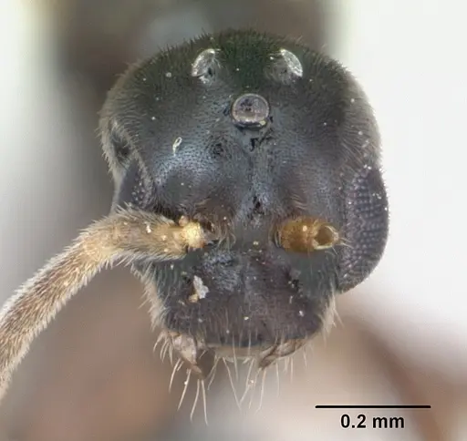 Hypoponera eduardi - CASENT0135263