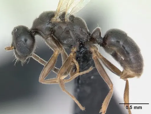 Hypoponera eduardi - CASENT0135263