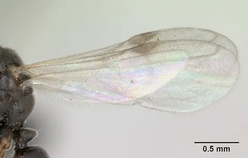 Hypoponera eduardi - CASENT0135263