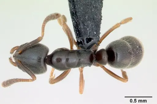 Hypoponera eduardi - CASENT0135494