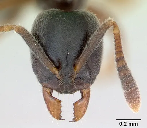 Hypoponera eduardi - CASENT0135494