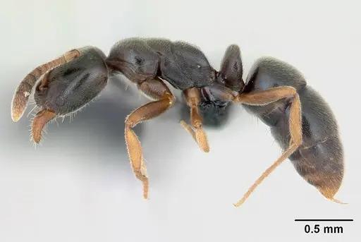 Hypoponera eduardi - CASENT0135494