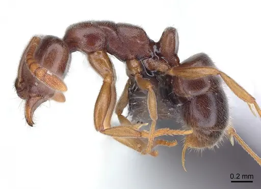 Hypoponera eduardi - CASENT0135512