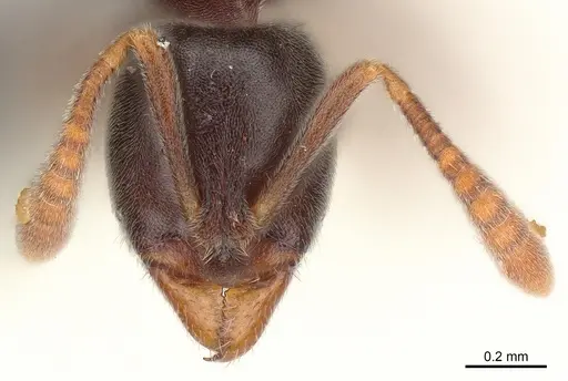 Hypoponera eduardi - CASENT0161152