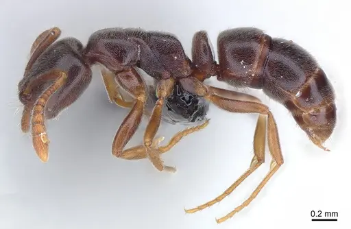 Hypoponera eduardi - CASENT0161152