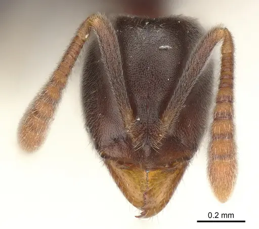 Hypoponera eduardi - CASENT0161173