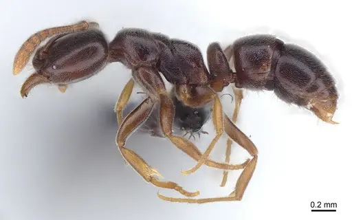 Hypoponera eduardi - CASENT0161173