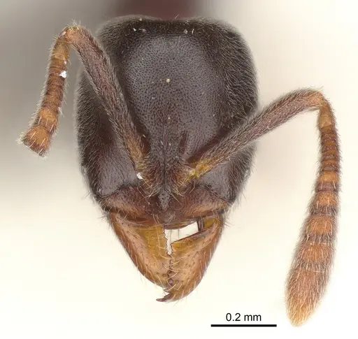 Hypoponera eduardi - CASENT0161195