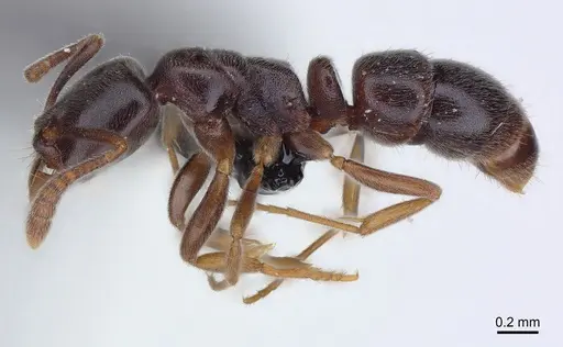 Hypoponera eduardi - CASENT0161195