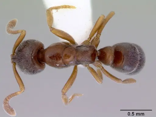 Hypoponera eduardi - CASENT0172333