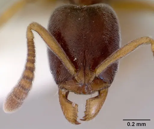 Hypoponera eduardi - CASENT0172333