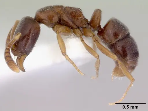 Hypoponera eduardi - CASENT0172333