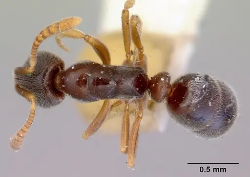 Hypoponera eduardi - CASENT0172334