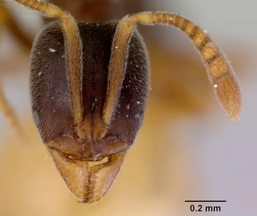 Hypoponera eduardi - CASENT0172334