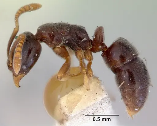 Hypoponera eduardi - CASENT0172334