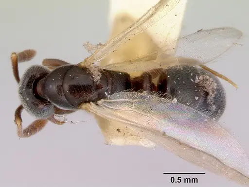 Hypoponera eduardi - CASENT0172335