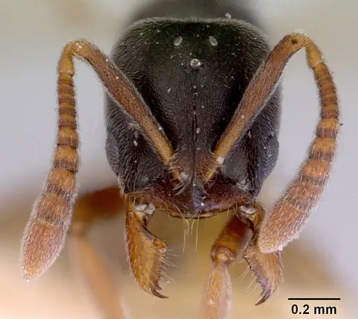 Hypoponera eduardi - CASENT0172335