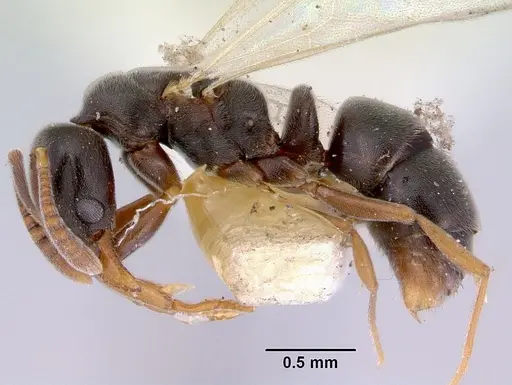 Hypoponera eduardi - CASENT0172335