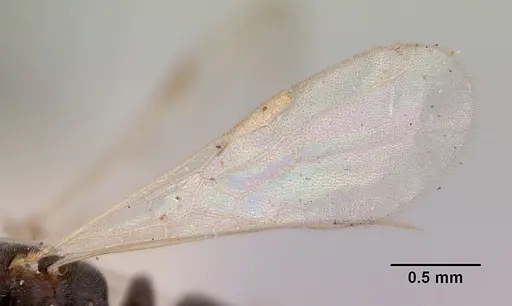 Hypoponera eduardi - CASENT0172335