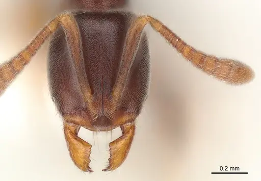 Hypoponera eduardi - CASENT0175220