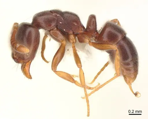 Hypoponera eduardi - CASENT0175220