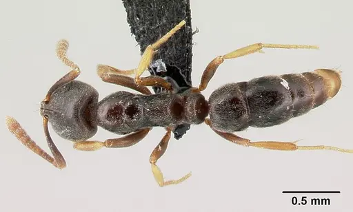 Hypoponera eduardi - CASENT0191483