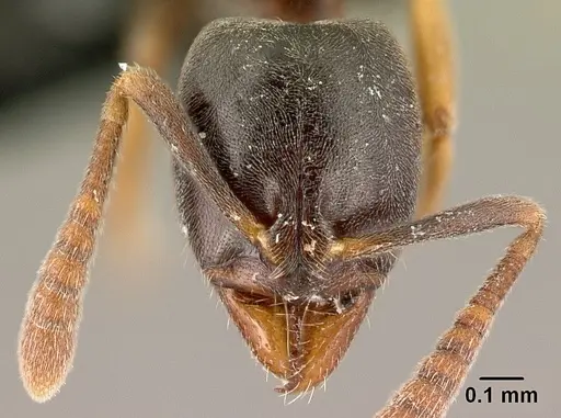 Hypoponera eduardi - CASENT0191483