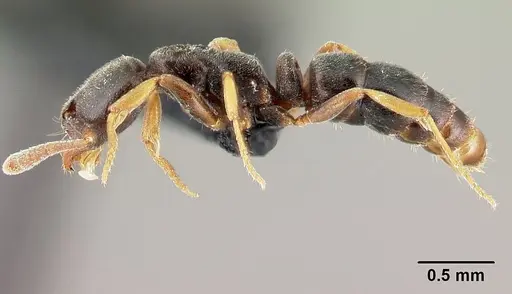 Hypoponera eduardi - CASENT0191483