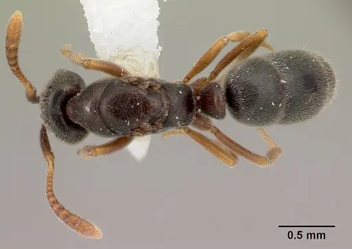 Hypoponera eduardi - CASENT0217345