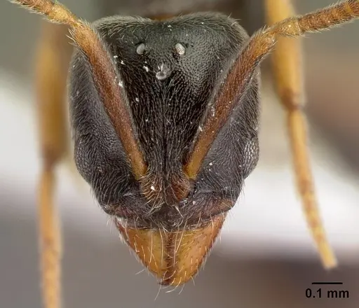 Hypoponera eduardi - CASENT0217345