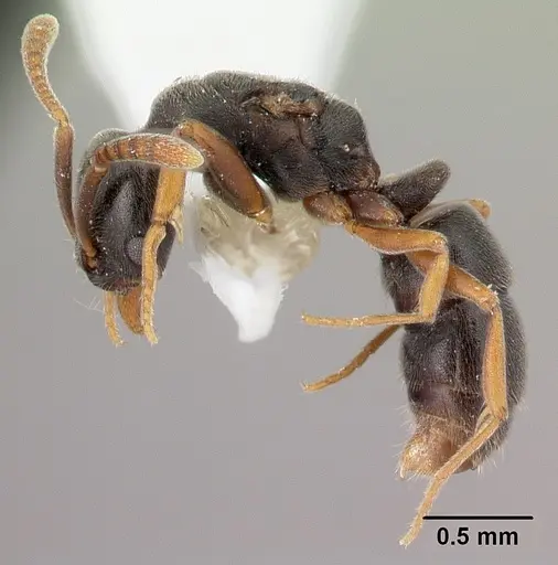 Hypoponera eduardi - CASENT0217345