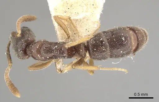 Hypoponera eduardi - CASENT0249874