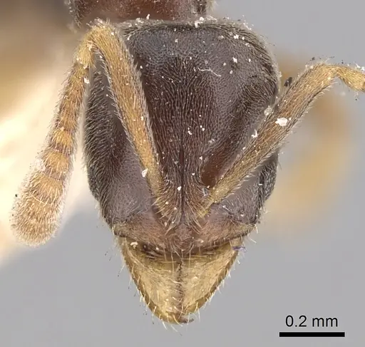 Hypoponera eduardi - CASENT0249874