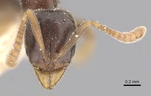 Hypoponera eduardi - CASENT0249874