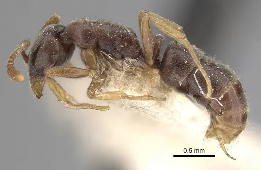 Hypoponera eduardi - CASENT0249874