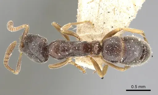 Hypoponera eduardi - CASENT0249875