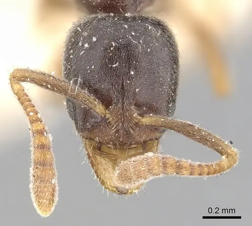 Hypoponera eduardi - CASENT0249875