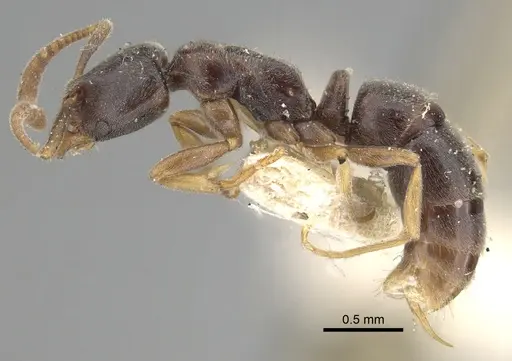 Hypoponera eduardi - CASENT0249875