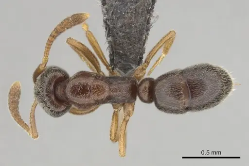 Hypoponera eduardi - CASENT0256232